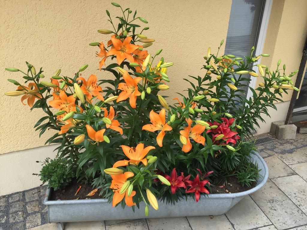 Landpension Bielatal - Raum מראה חיצוני תמונה